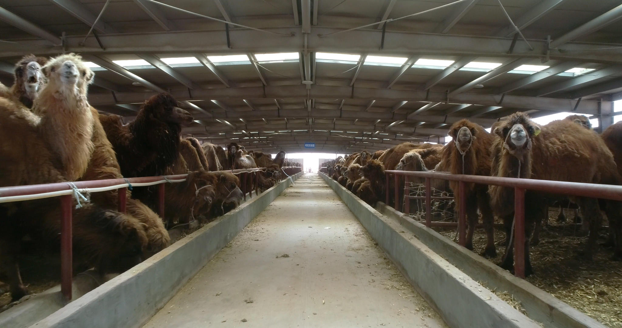 大规模骆驼养殖航拍视频的预览图