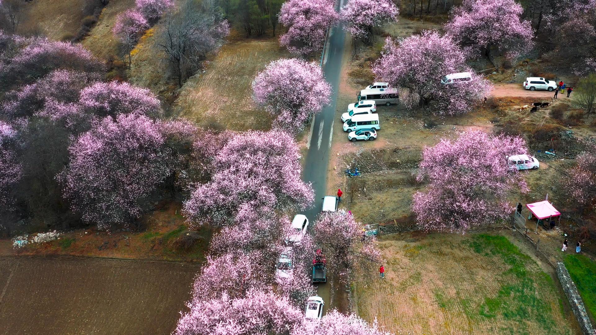 4K林芝波密桃花沟赏桃花的人航拍素材视频的预览图