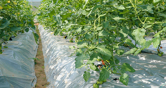 小番茄种植园视频的预览图