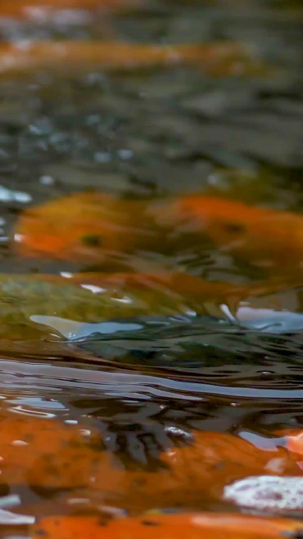 观赏池中的金鱼视频的预览图