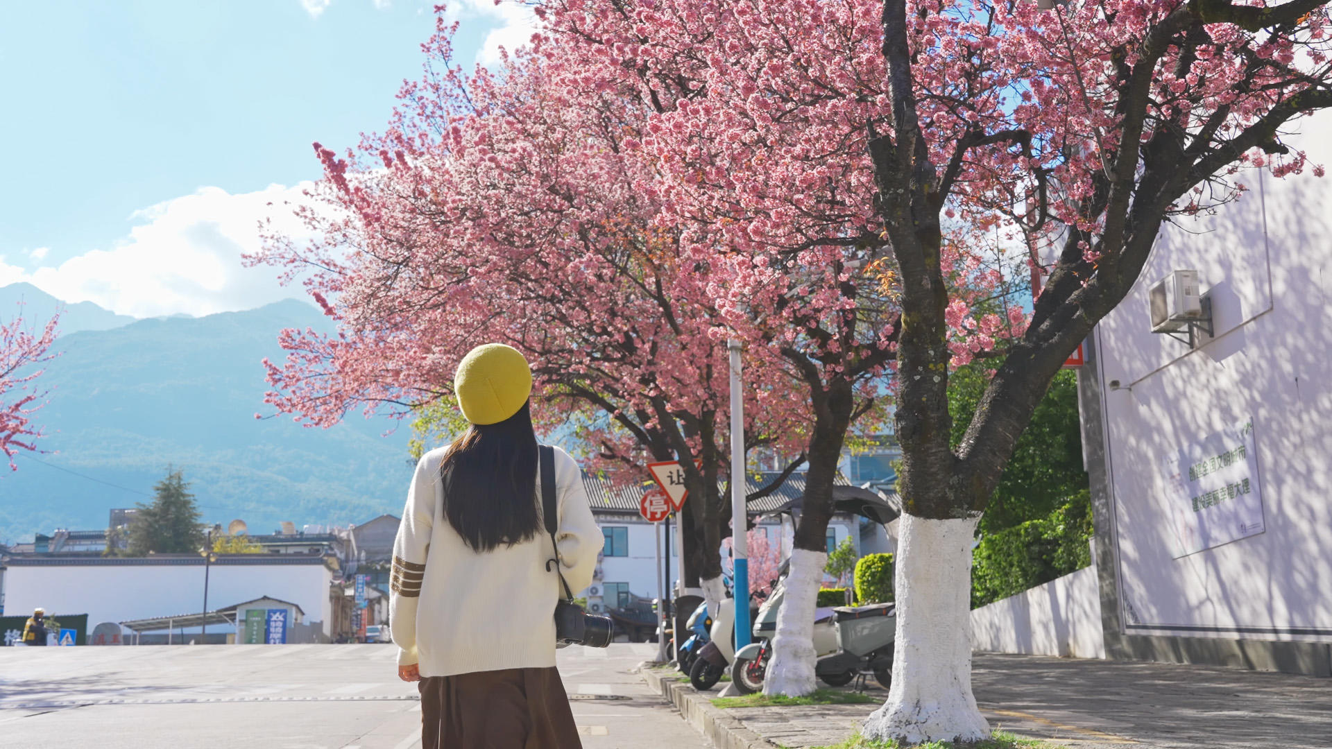 在樱花树下漫步的4K少女视频的预览图