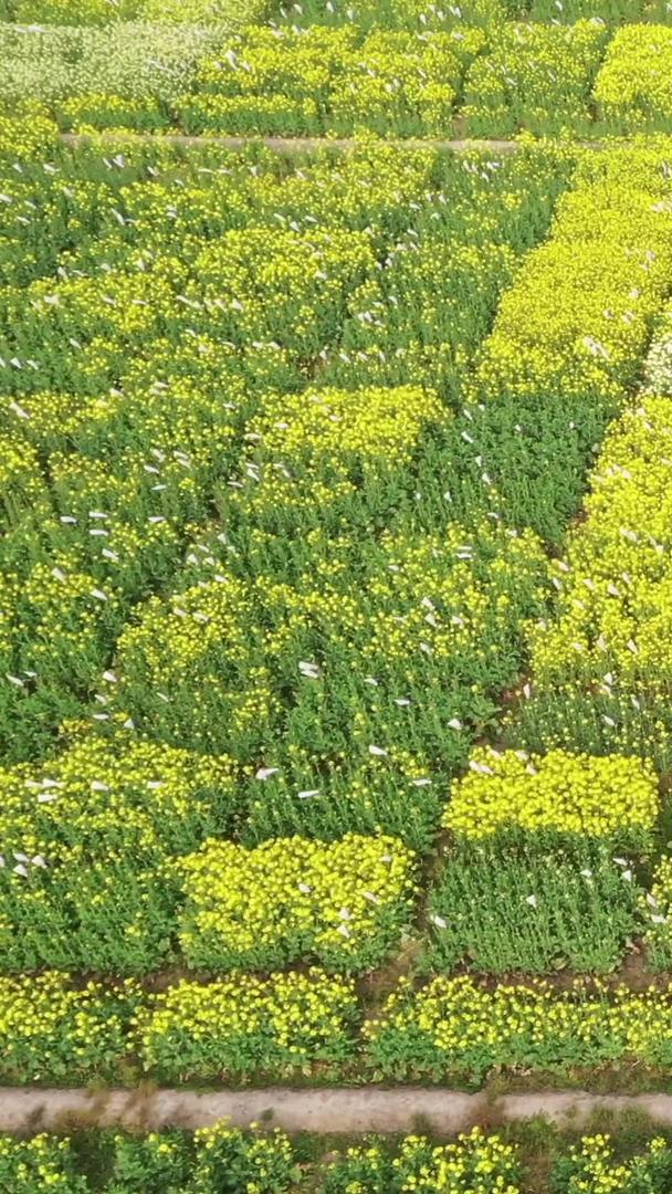 田野油菜花视频的预览图