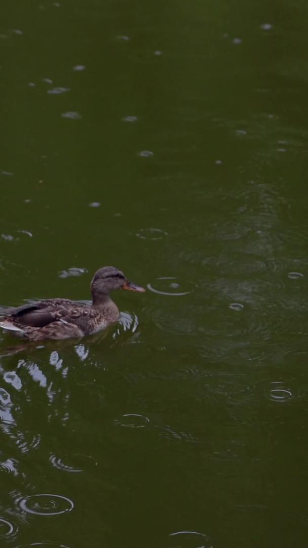 在雨中游泳野鸭视频的预览图