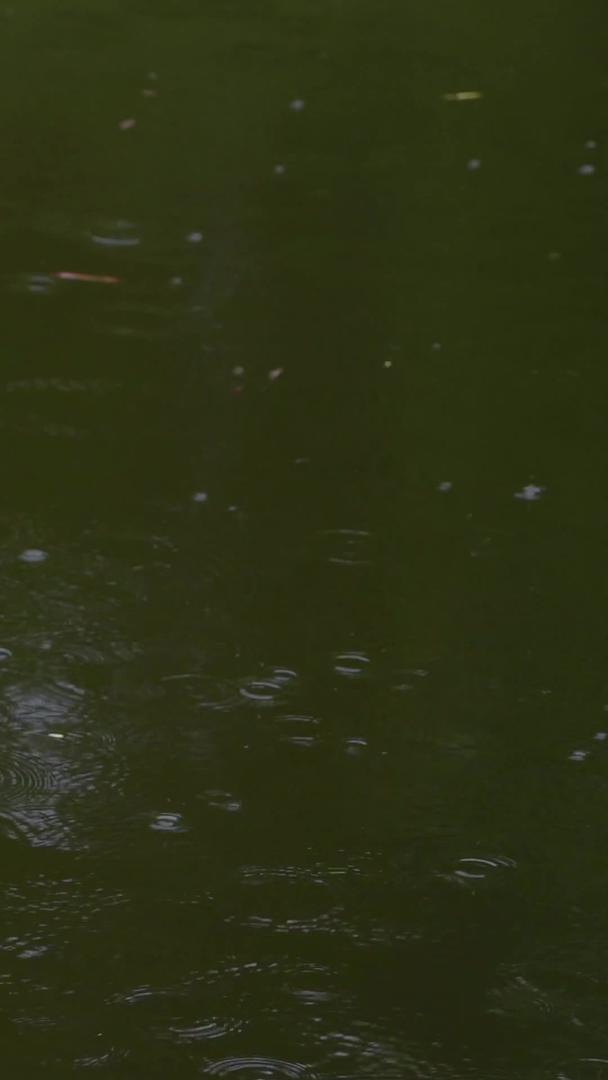 在雨中游泳野鸭视频的预览图