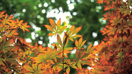 4K实拍秋天风景枫叶视频的预览图