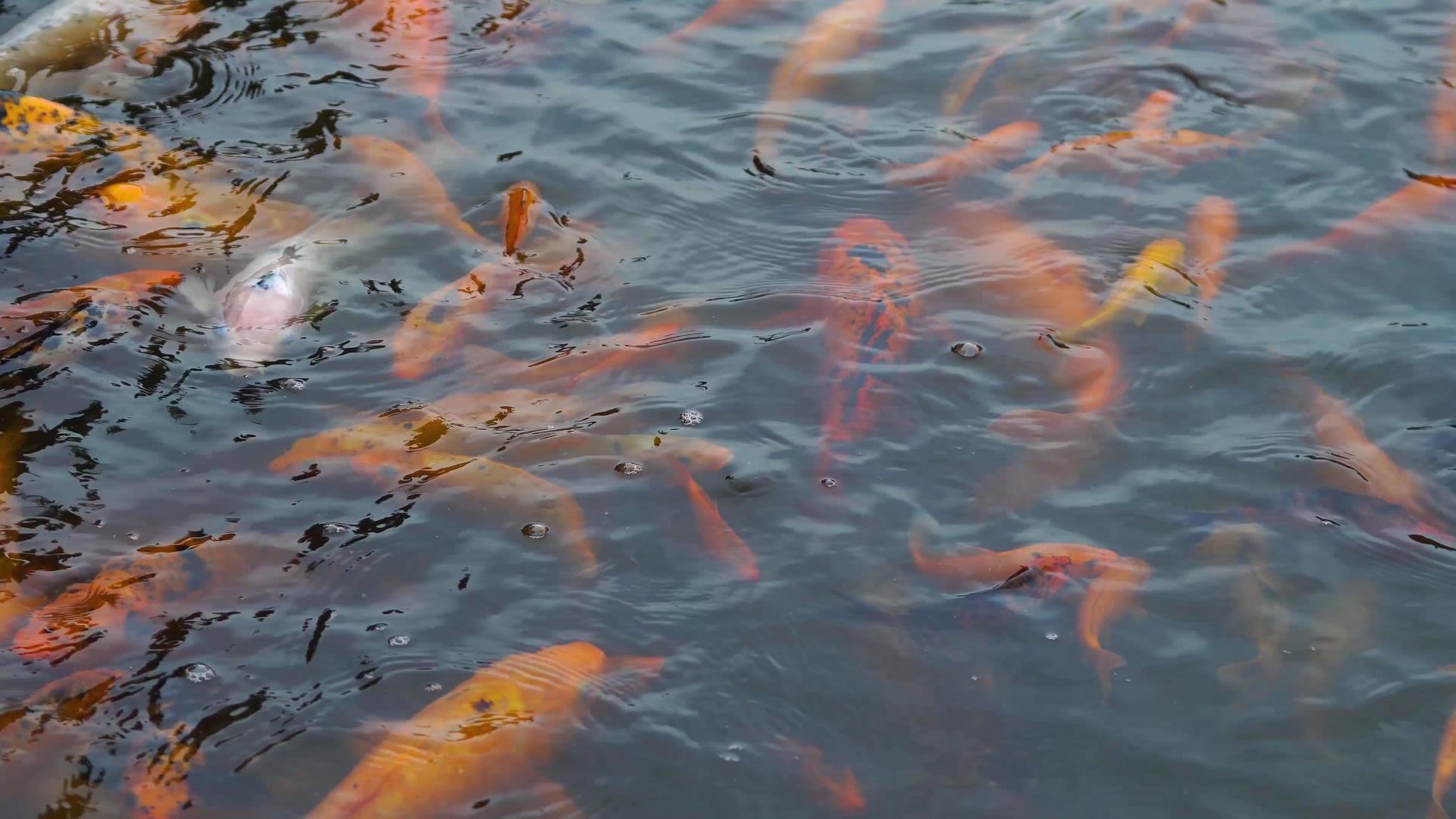 水池里的金鱼锦鲤视频的预览图