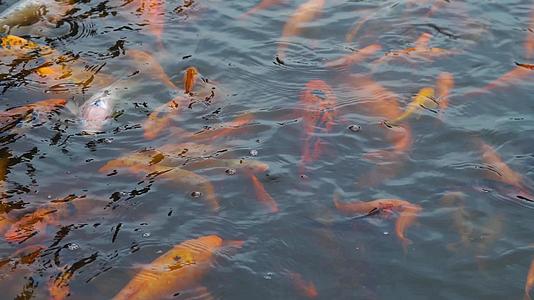 水池里的金鱼锦鲤视频的预览图