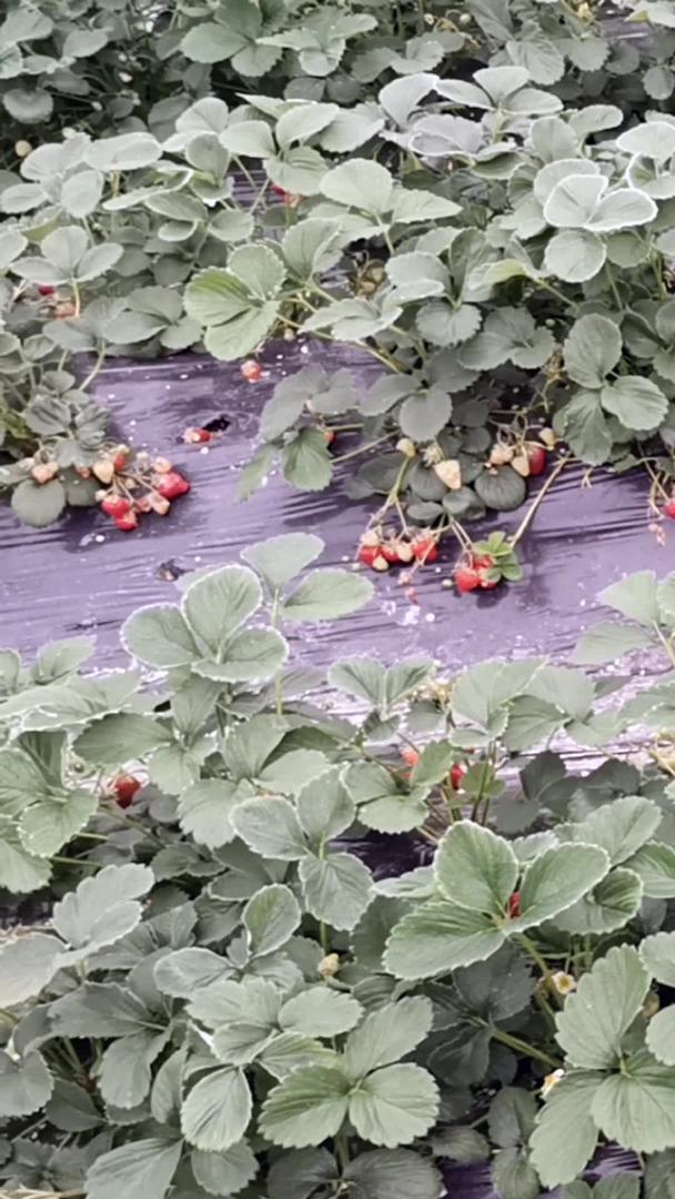 多镜头大棚温室草莓视频的预览图