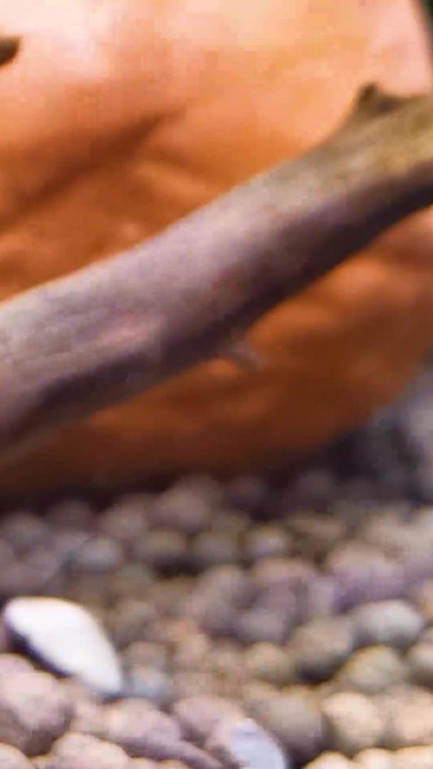 珍珠鼠和热带底栖鱼清道夫熊猫鼠视频的预览图
