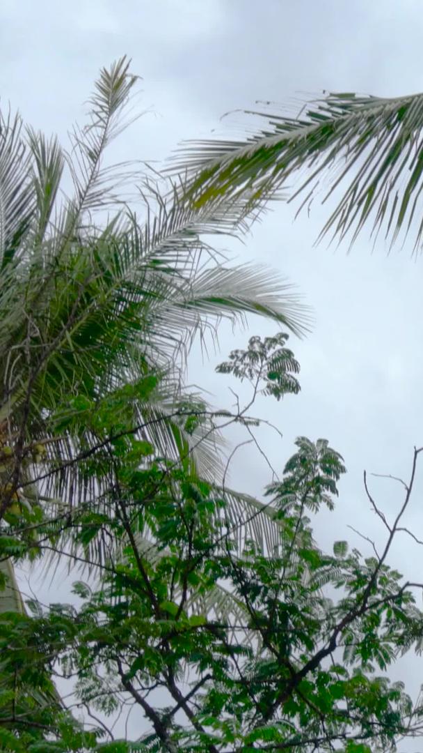 椰子树和椰子果实的实拍集合视频的预览图