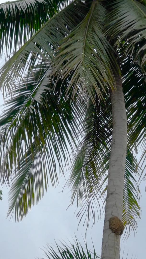 椰子树和椰子果实的实拍集合视频的预览图