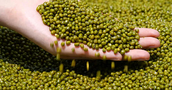 4K绿豆五谷丰收粗粮豆子食材视频的预览图