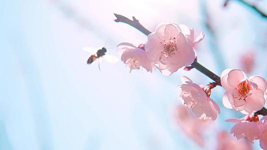 春日阳光春梅樱花蜜蜂采蜜视频的预览图