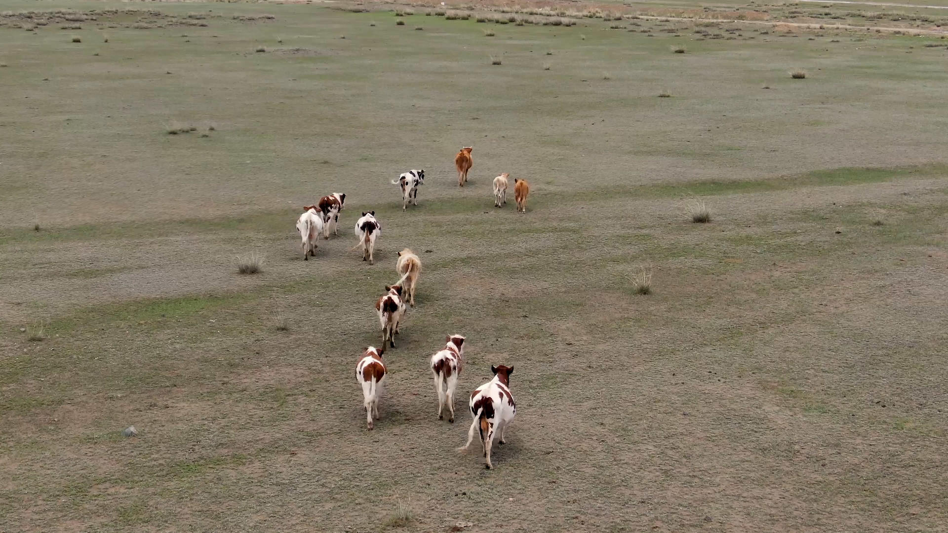 航拍草原上的牛群视频的预览图