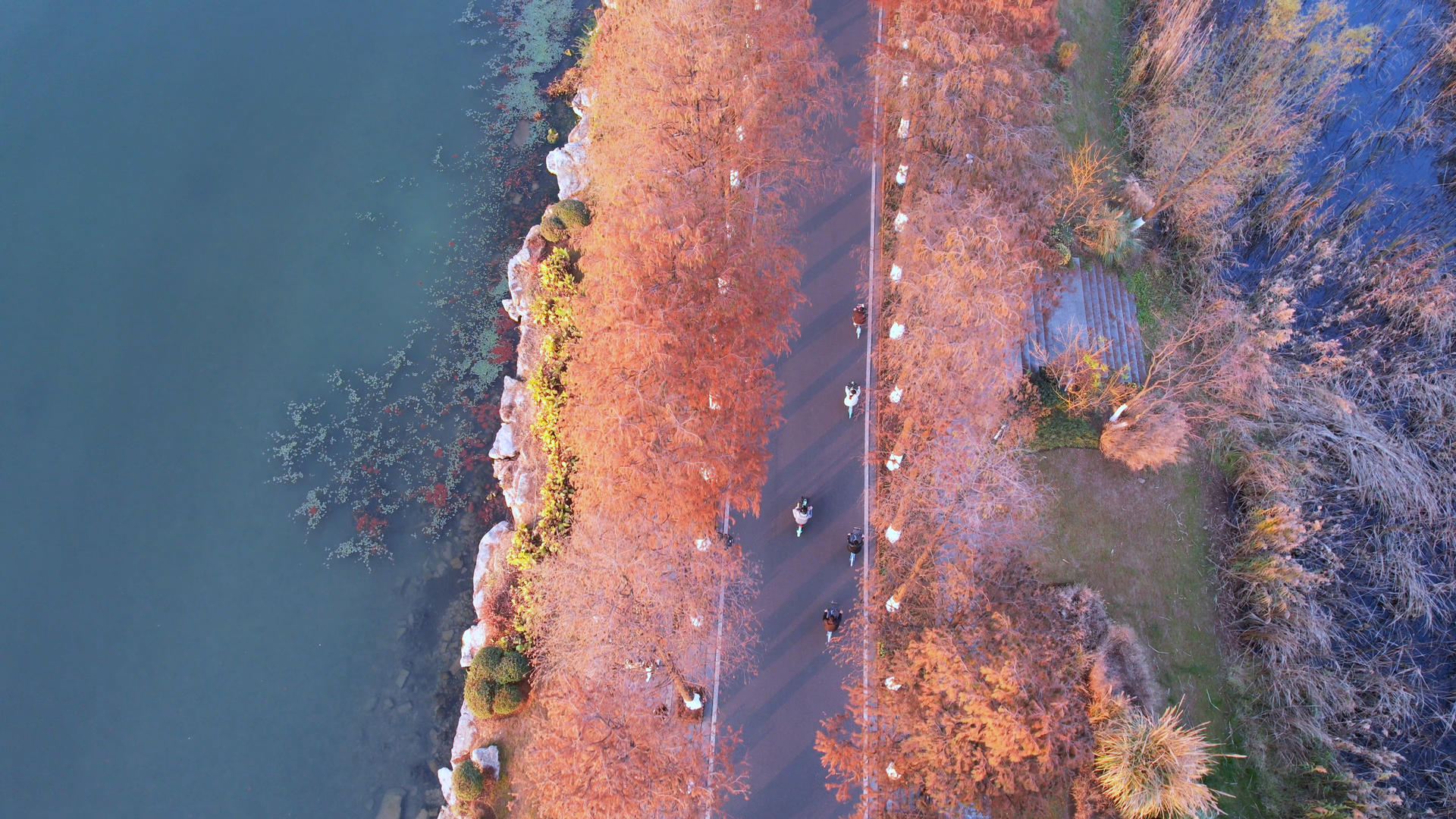 航拍清晨湖景跑道绿道运动健身骑车锻炼的人4k素材视频的预览图