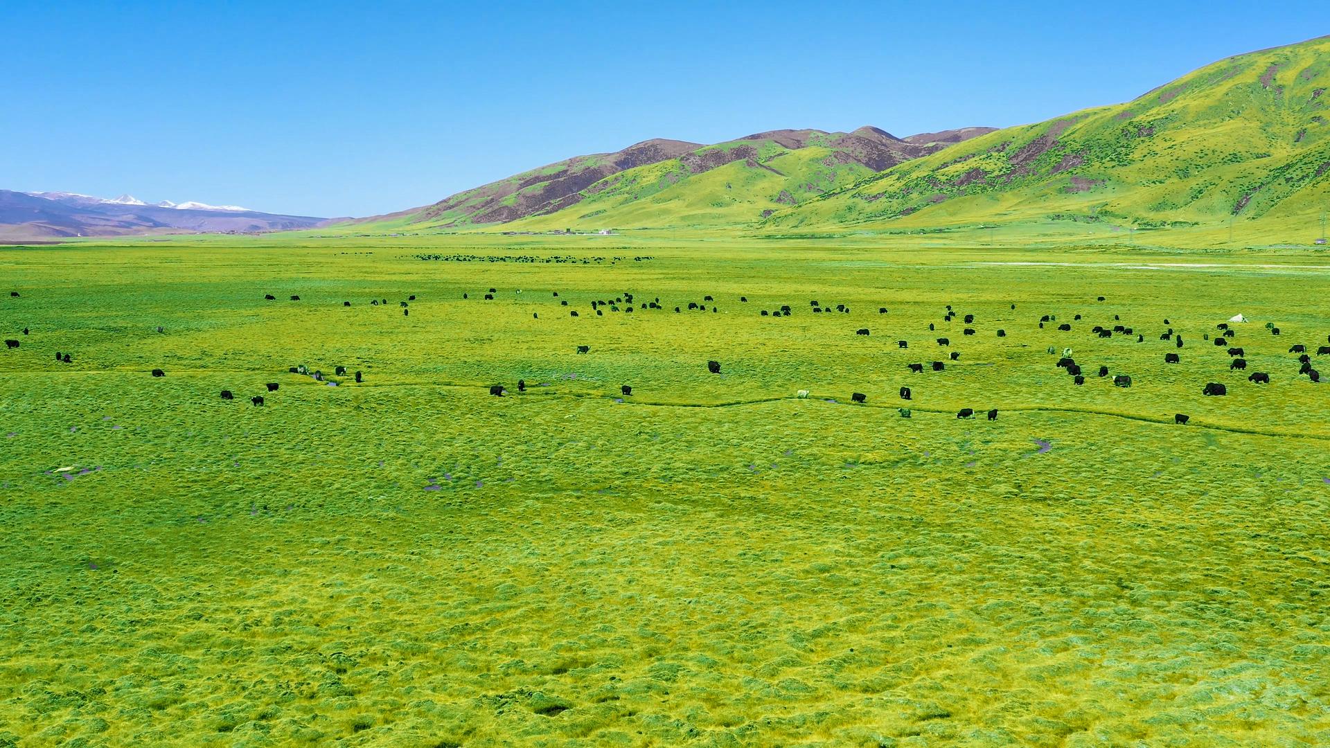 4K西藏高原春季绿色草原航拍素材视频的预览图