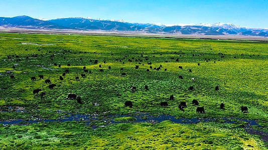 4K西藏高原草原绿色生态草原牧场视频的预览图