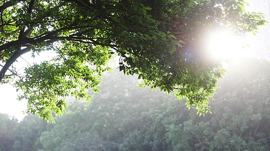 夏日阳光下的绿色树叶空镜视频的预览图