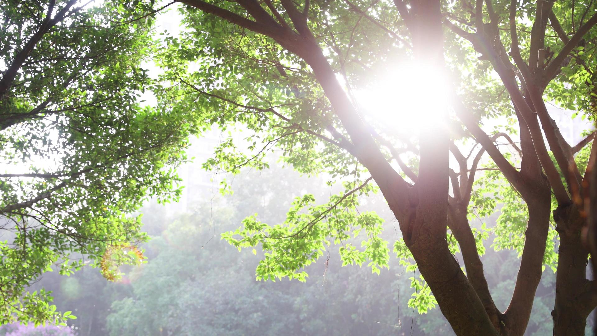 夏日阳光下的树叶树杈空镜视频的预览图
