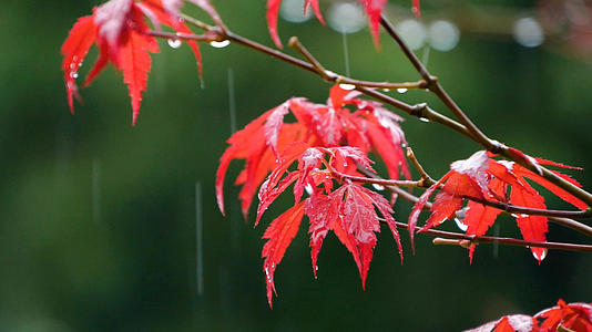 梅雨升格雨中树叶下雨天雨滴空境视频的预览图