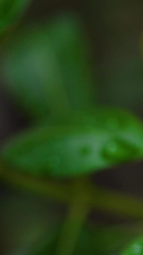 蜗牛花瓣雨天水滴视频的预览图