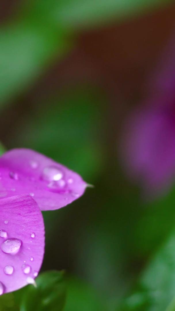 蜗牛花瓣雨天水滴视频的预览图