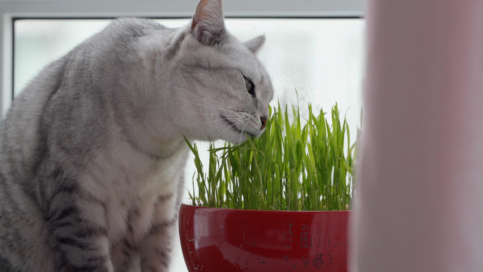猫咪在窗边吃猫草合集视频的预览图