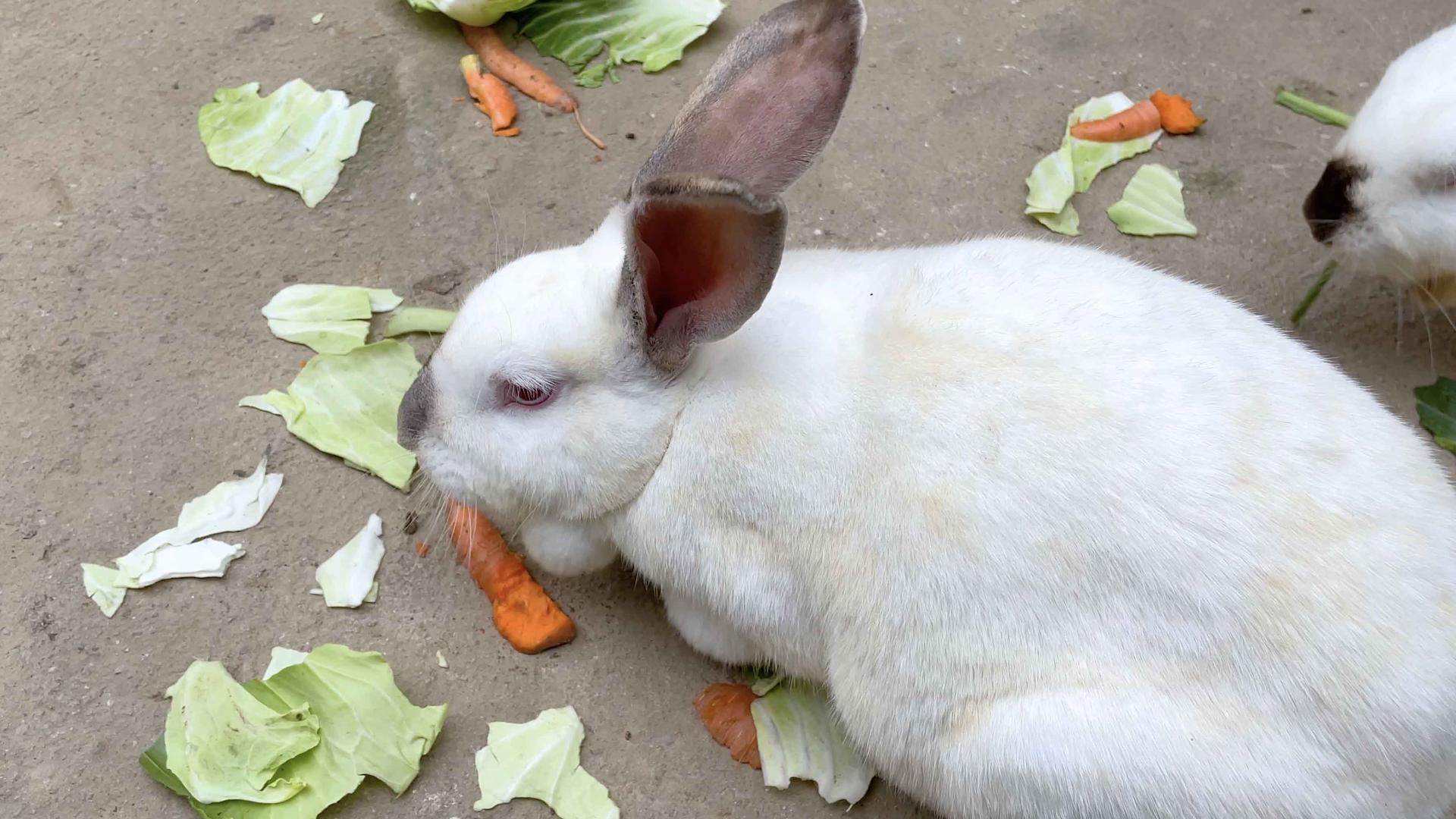 农村饲养的正在吃菜叶的大白兔视频的预览图
