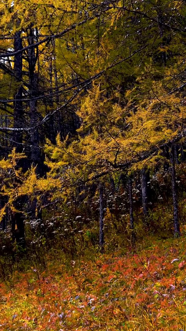童话森林在秋天视频的预览图