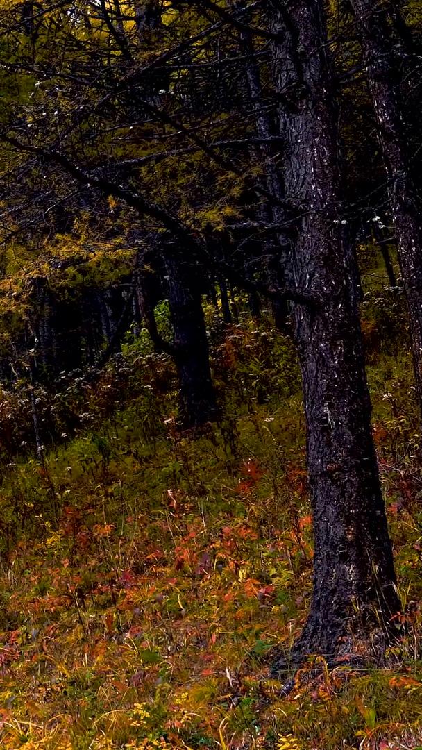 童话森林在秋天视频的预览图