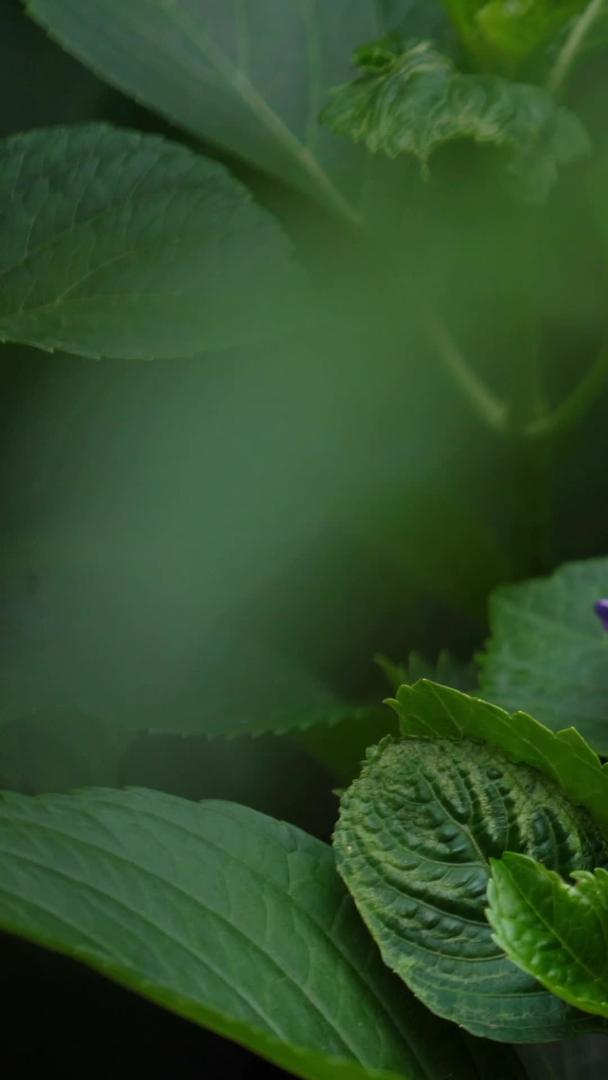 紫绣球花实拍合集视频的预览图