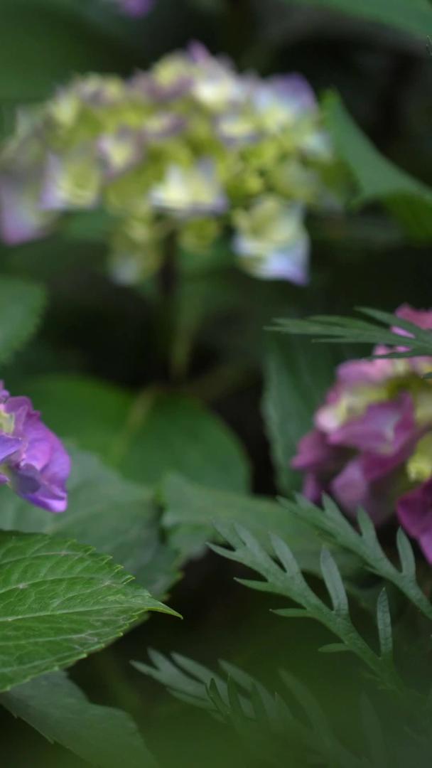 紫绣球花实拍合集视频的预览图