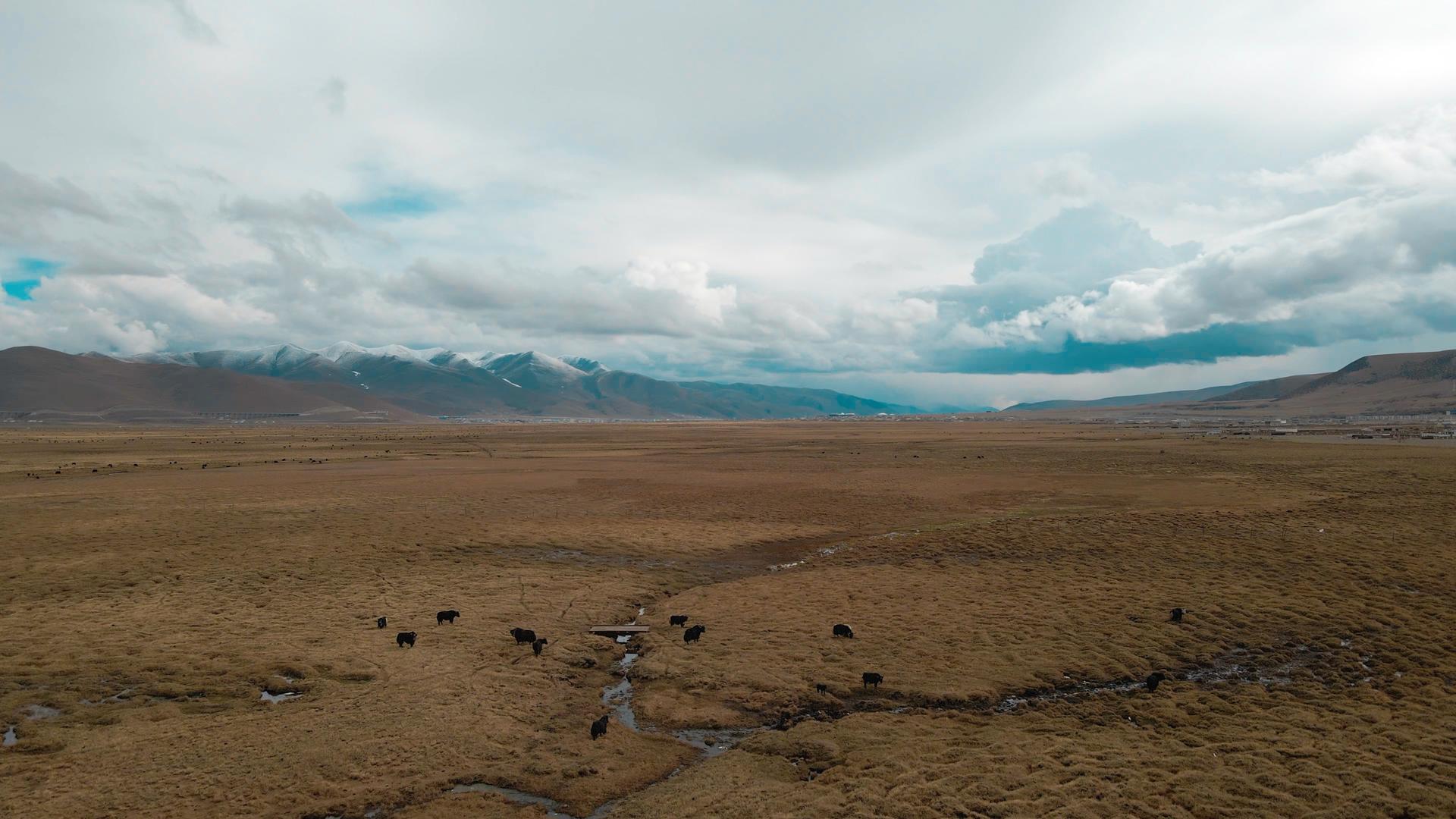 航拍西藏高原草场牦牛4K视频的预览图