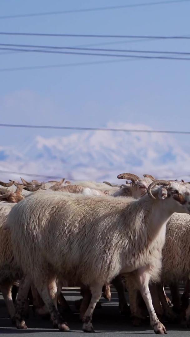 青海海北祁连山实拍羊群过马路视频的预览图