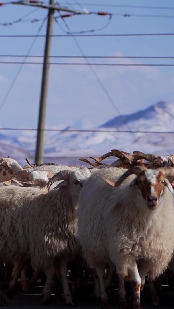青海海北祁连山实拍羊群过马路视频的预览图