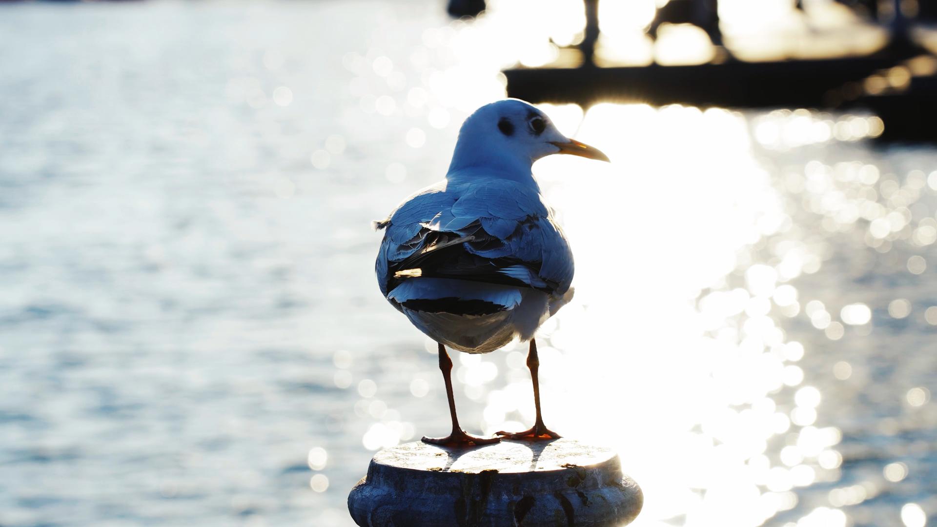 4k湖边停留的海鸥鸟类风光实拍视频的预览图