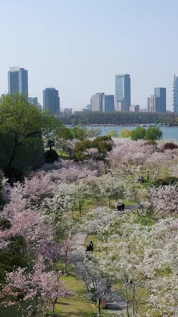 樱花航拍南京玄武湖视频的预览图