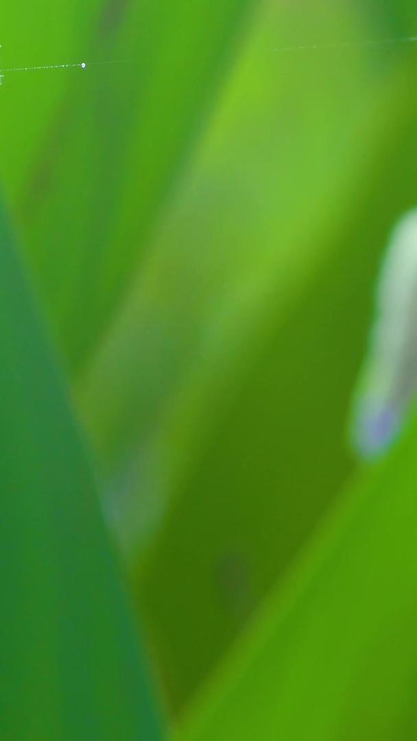 夏季绿色植物绿叶背景视频的预览图