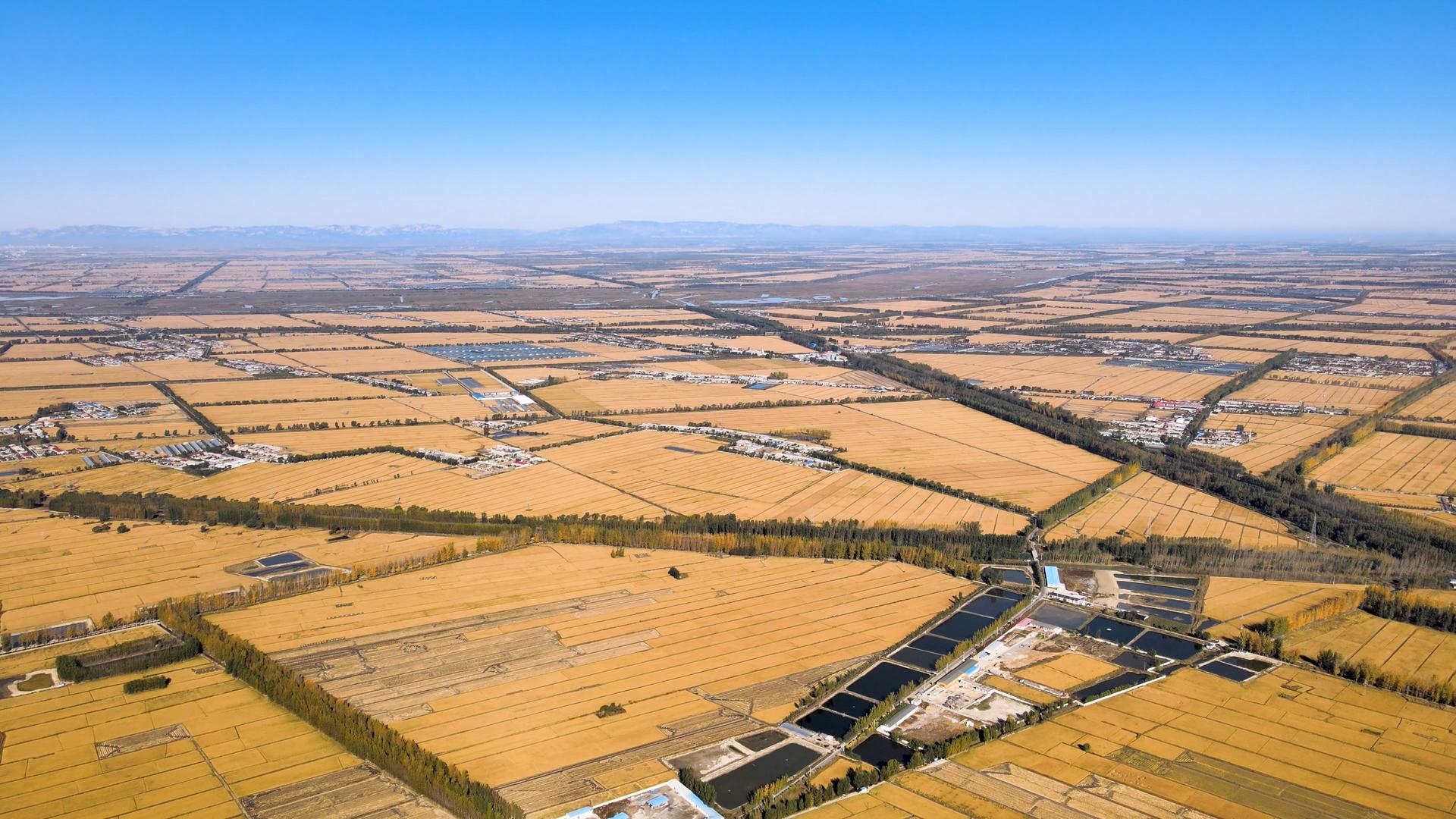 4K水稻麦子田地丰收航拍全景视频的预览图