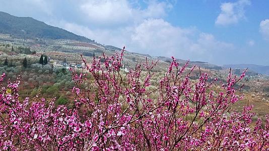 4K云南旅游梨花谷盛开的万亩梨花自然风光视频的预览图