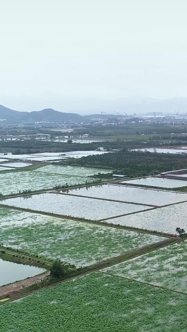 大面积莲藕农村经济航拍视频的预览图