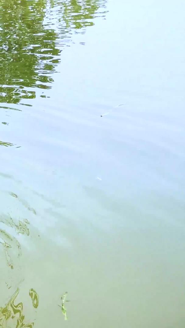 黑天鹅在池塘里嬉水觅食视频的预览图
