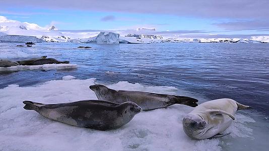 南极冰川上的可爱海豹实拍视频的预览图