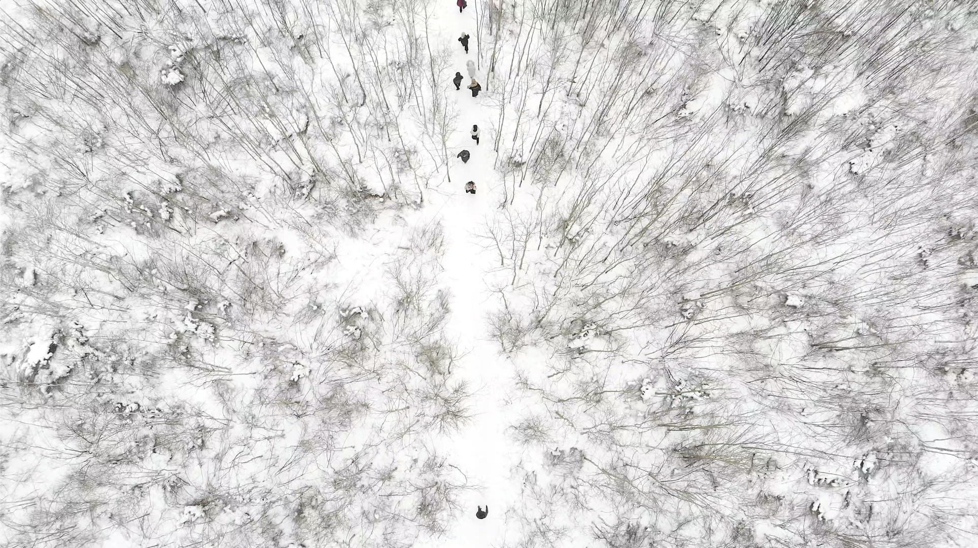 4k航拍雪地白桦林视频的预览图