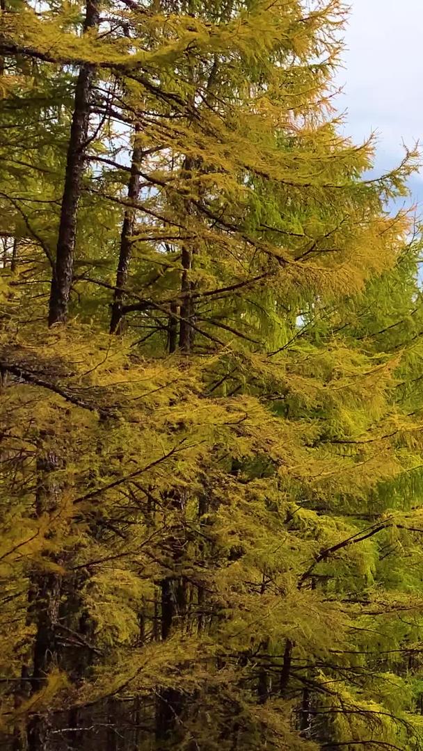 内蒙兴安盟秋季金色风光视频视频的预览图