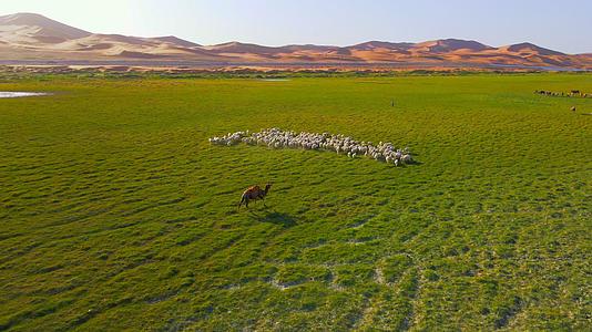 航拍腾格里沙漠绿洲羊群视频的预览图