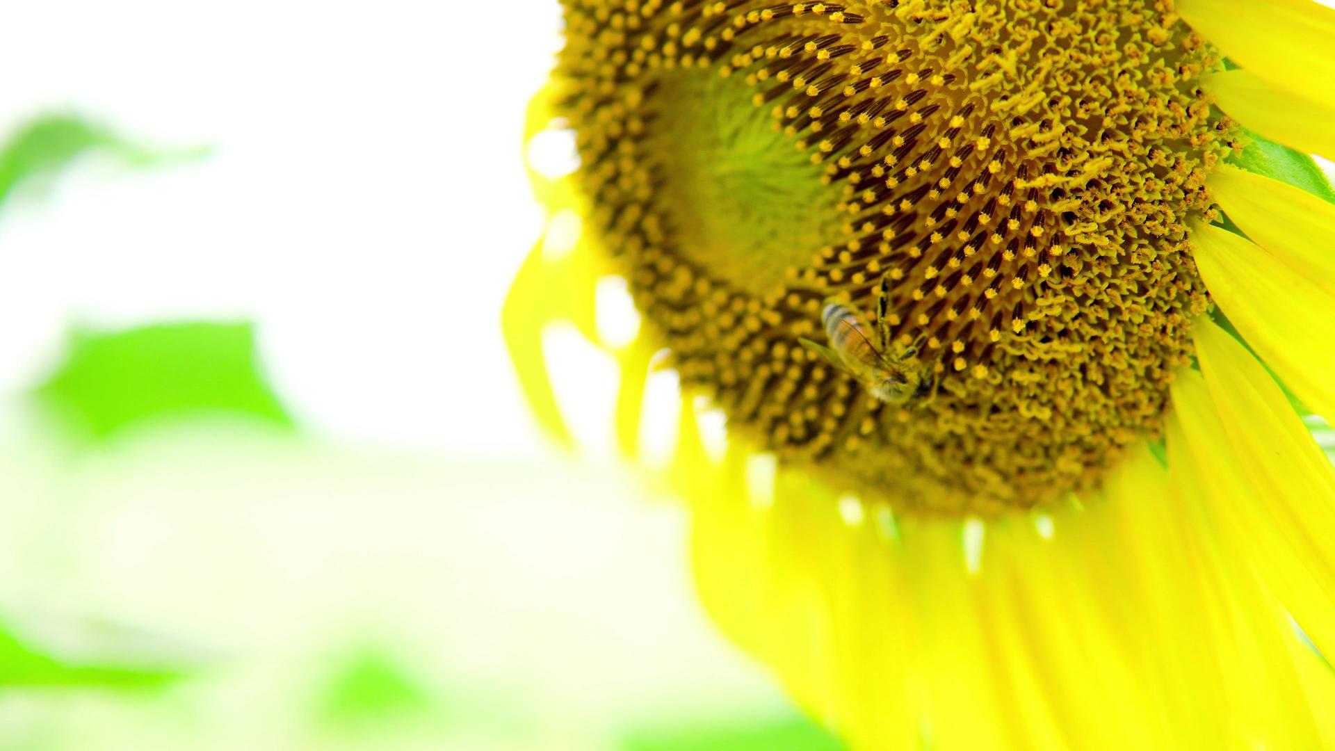 田野里向日葵蜜蜂采蜜视频的预览图