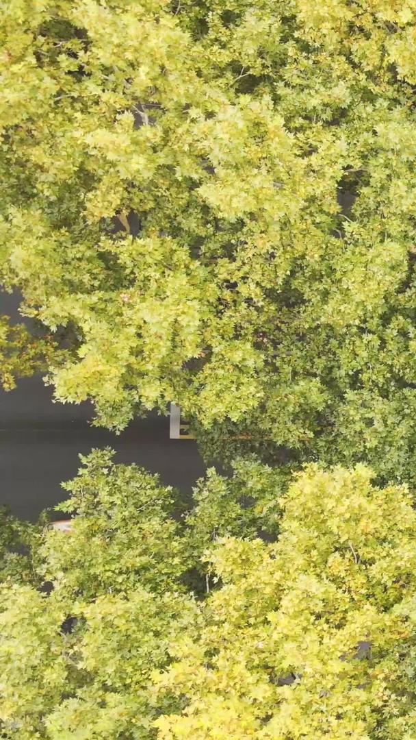 航拍城市道路交通秋季自然景观素材视频的预览图