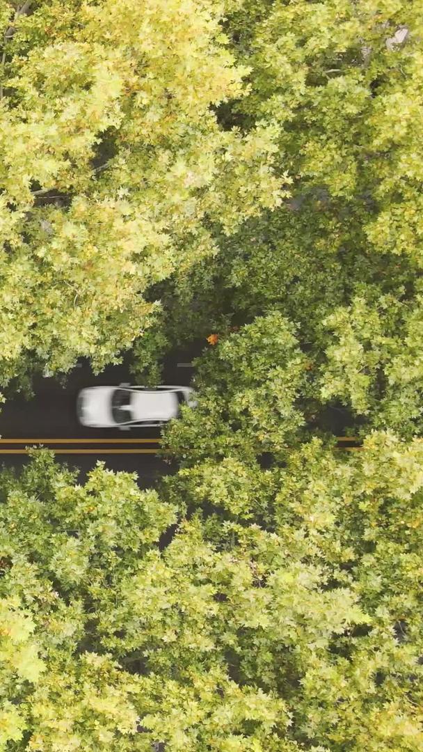 航拍城市道路交通秋季自然景观素材视频的预览图