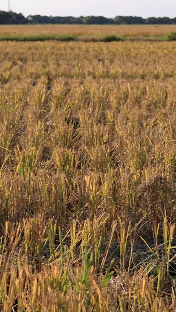 秋天成熟的稻田视频的预览图